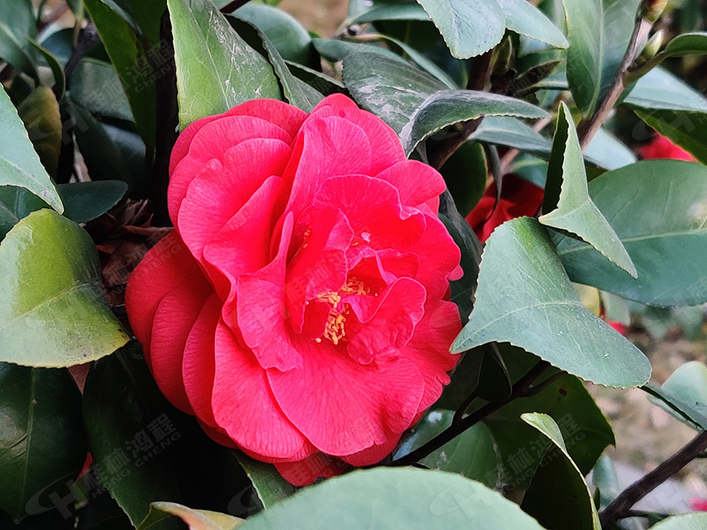 桂林鴻程花團錦簇，滿園春色，邀您一起共賞春景，共商大計！